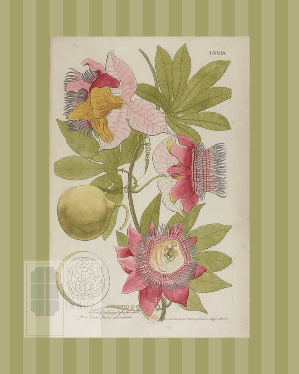 Green on Green Stripe Botanical Giclee - 8x10 - Print 4 - Liza Pruitt