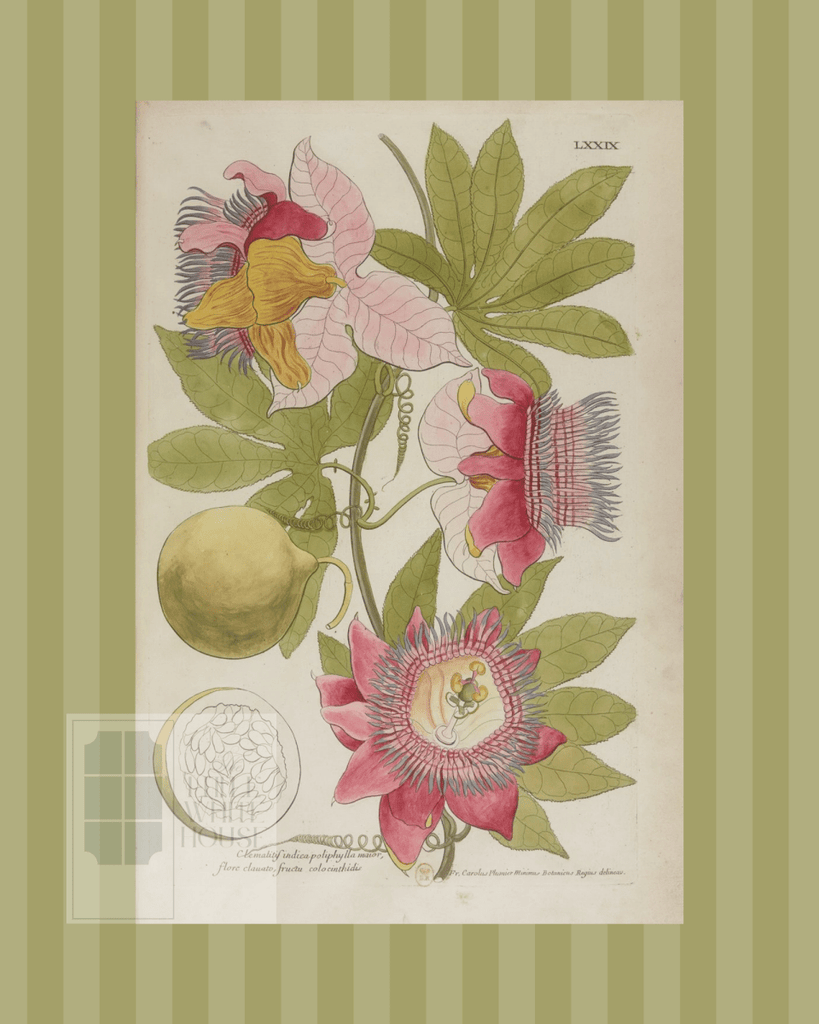 Green on Green Stripe Botanical Giclee - 8x10 - Print 4 - Liza Pruitt