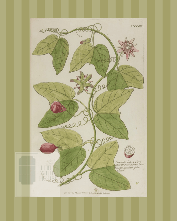 Green on Green Stripe Botanical Giclee - 8x10 - Print 5 - Liza Pruitt