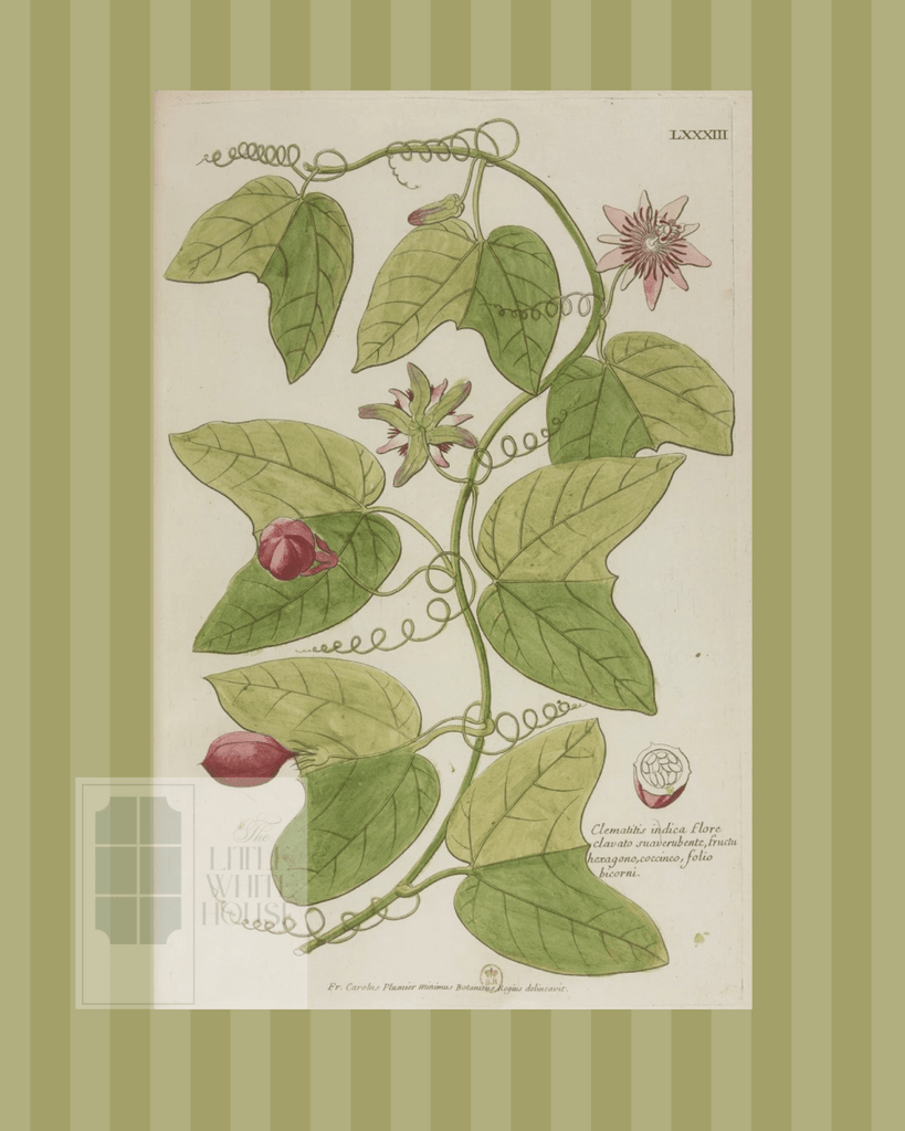 Green on Green Stripe Botanical Giclee - 8x10 - Print 5 - Liza Pruitt