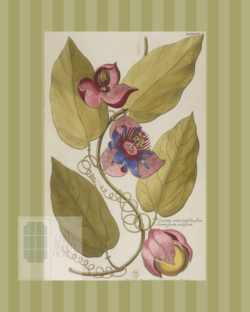 Green on Green Stripe Botanical Giclee - 8x10 - Print 6 - Liza Pruitt