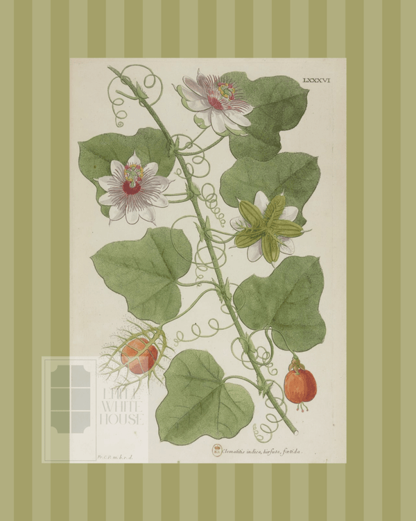 Green on Green Stripe Botanical Giclee - 8x10 - Print 7 - Liza Pruitt