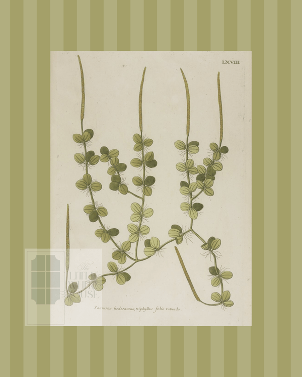 Green on Green Stripe Botanical Giclee - 8x10 - Print 8 - Liza Pruitt
