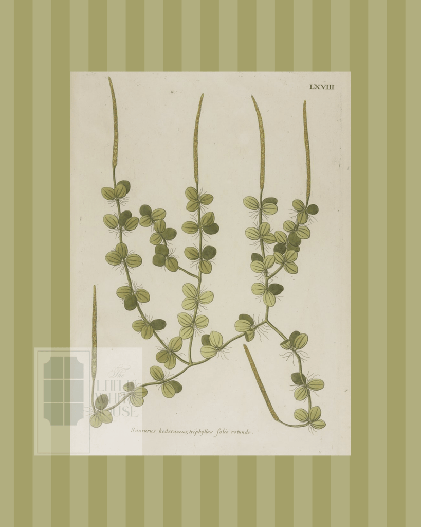 Green on Green Stripe Botanical Giclee - 8x10 - Print 8 - Liza Pruitt