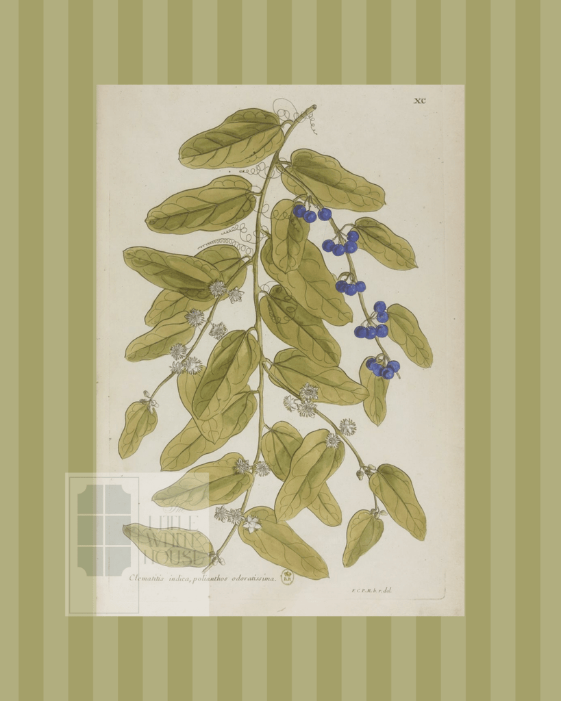 Green on Green Stripe Botanical Giclee - 8x10 - Print 9 - Liza Pruitt