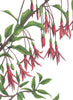 Hummingbirds - Open Edition Paper Print - Liza Pruitt