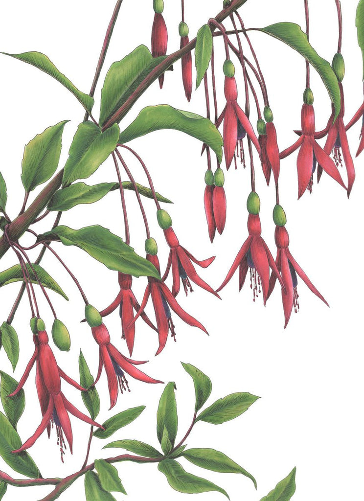 Hummingbirds - Open Edition Paper Print - Liza Pruitt