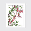Hummingbirds - Open Edition Paper Print - Liza Pruitt