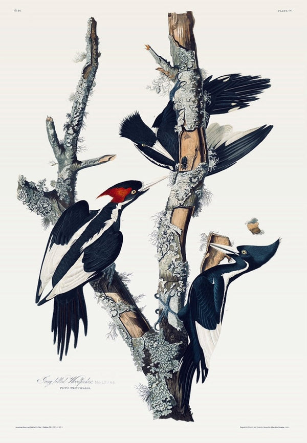 Ivory - billed Woodpecker - Liza Pruitt