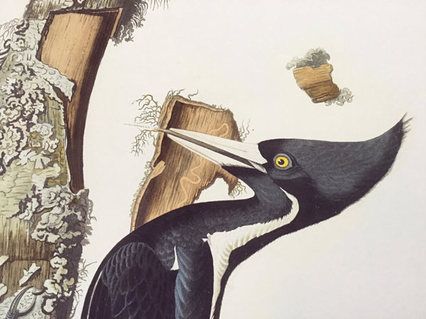 Ivory - billed Woodpecker - Liza Pruitt