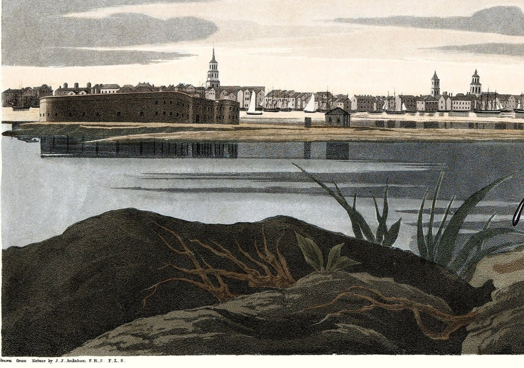 Long - billed Curlew - Liza Pruitt