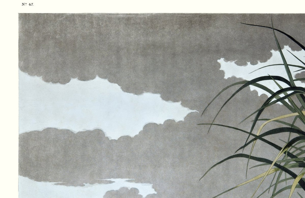 Long - billed Curlew - Liza Pruitt