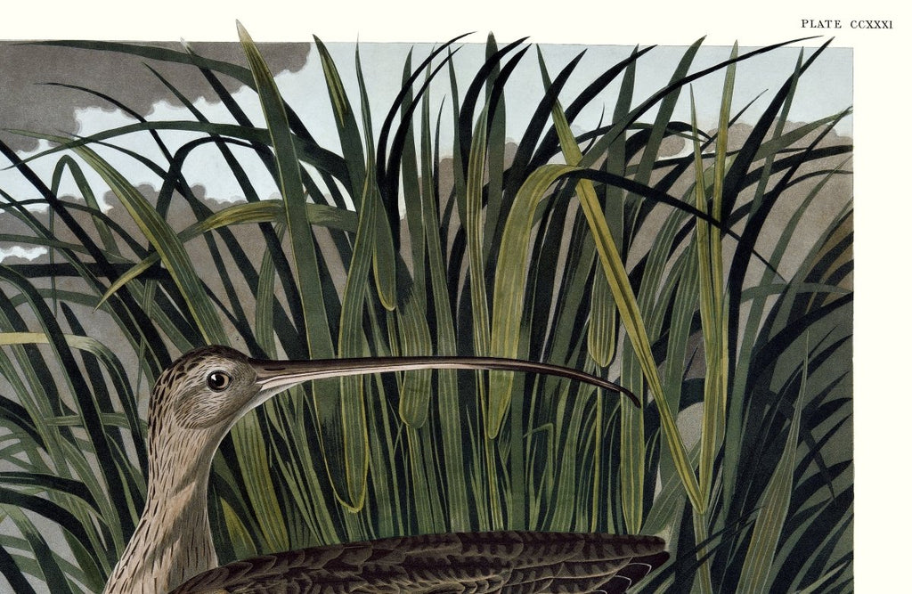 Long - billed Curlew - Liza Pruitt