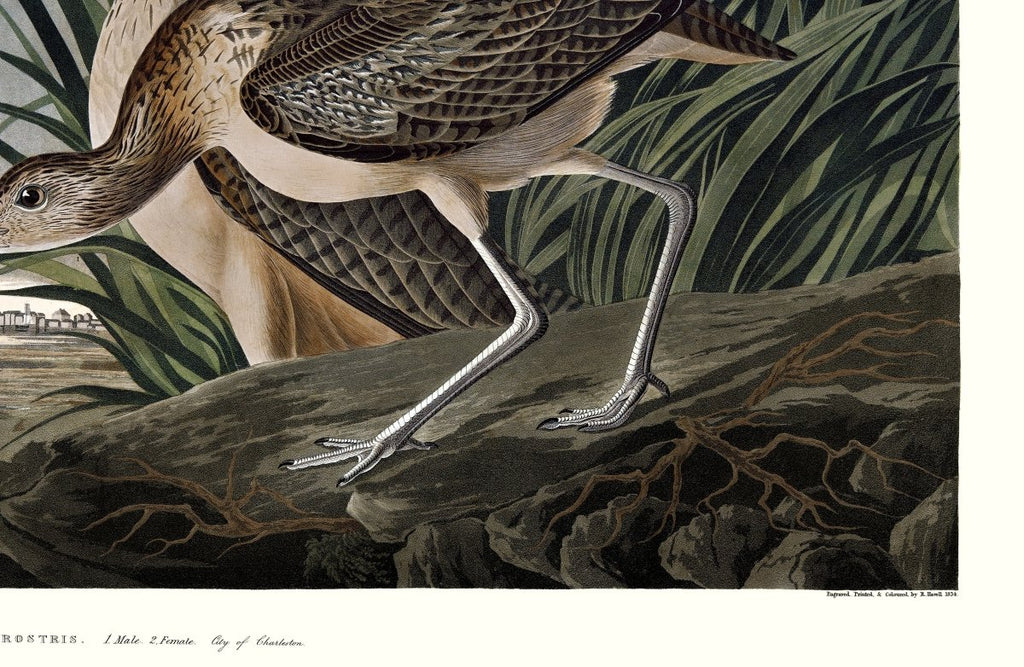 Long - billed Curlew - Liza Pruitt