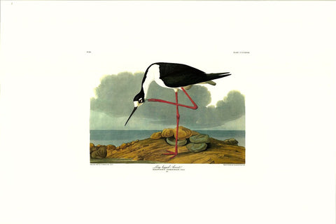 Long - legged Avocet - Liza Pruitt