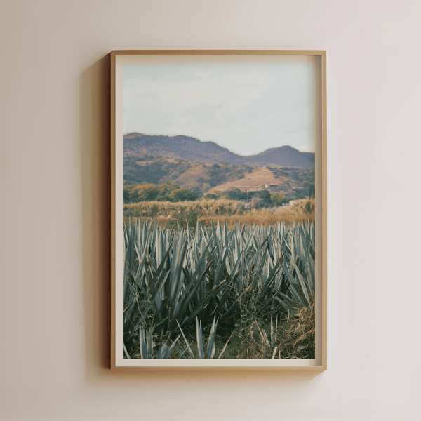 Oaxaca Agave Fields by Luis Martinez - Liza Pruitt