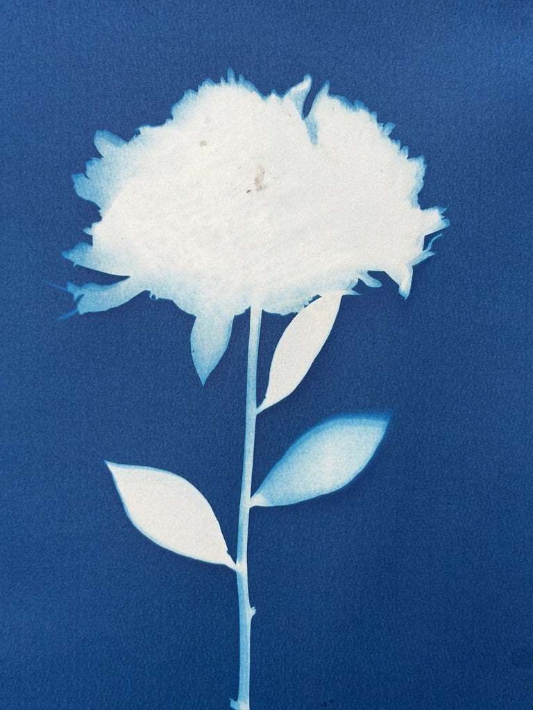 Peony Silhouette | 14" h x 11" w - Liza Pruitt