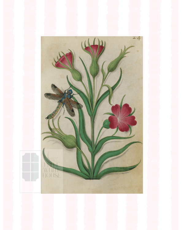 Pink & White Botanical Study, Giclee Print : STUDY 1 - Liza Pruitt