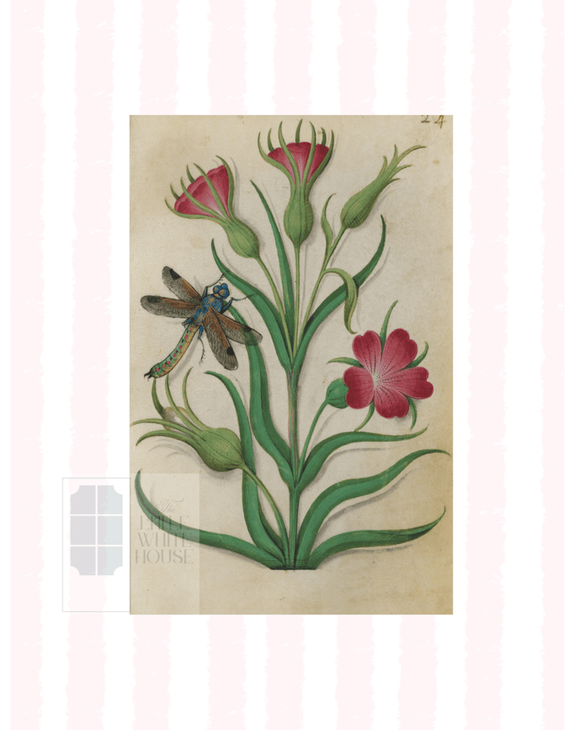 Pink & White Botanical Study, Giclee Print : STUDY 1 - Liza Pruitt