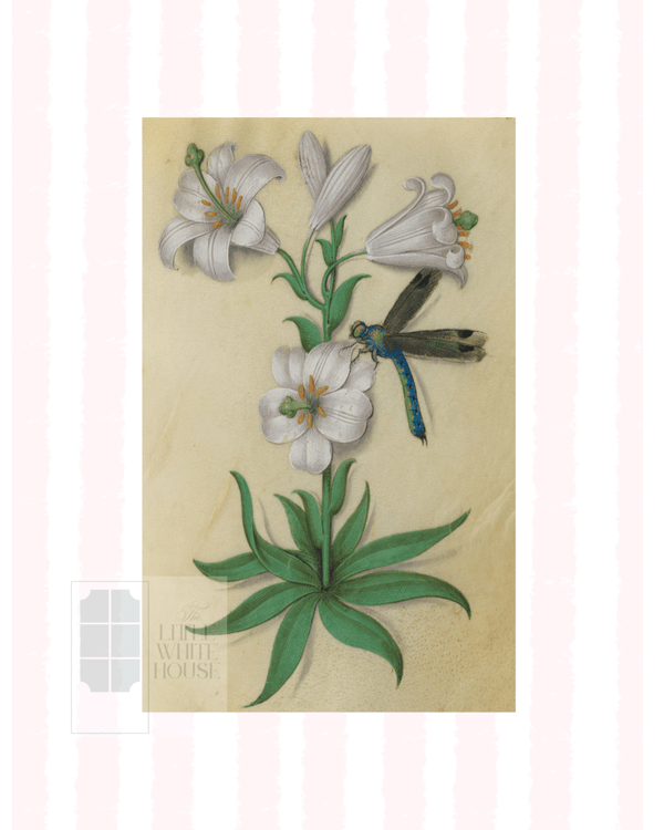 Pink & White Botanical Study, Giclee Print : STUDY 10 - Liza Pruitt