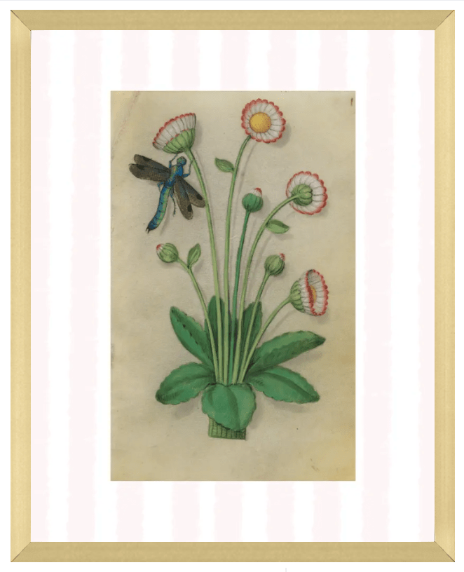 Pink & White Botanical Study, Giclee Print : STUDY 11 - Liza Pruitt