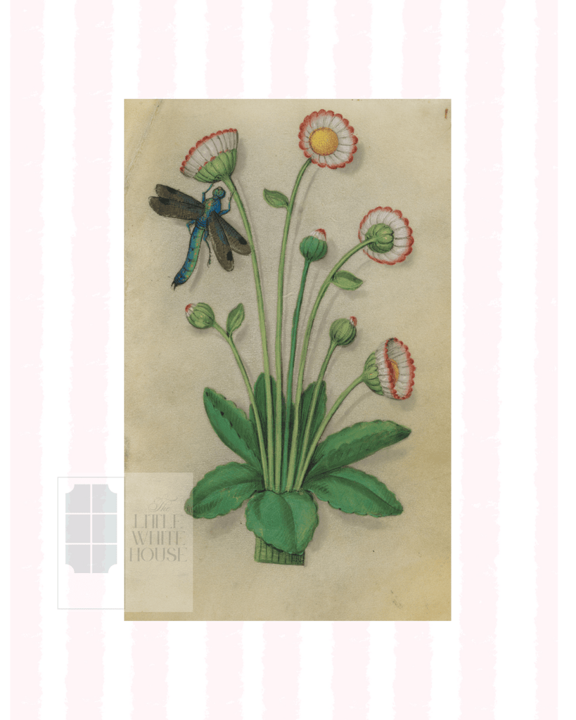 Pink & White Botanical Study, Giclee Print : STUDY 11 - Liza Pruitt