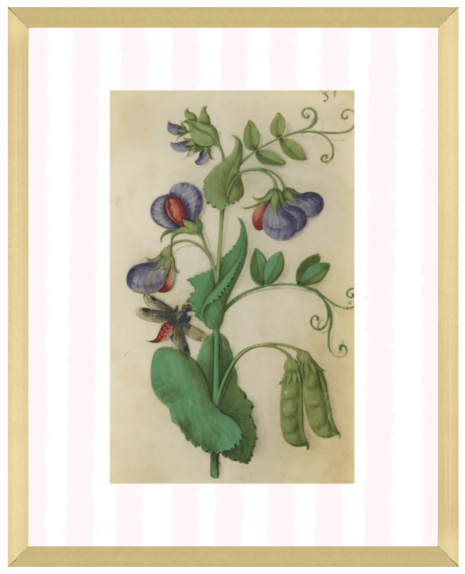 Pink & White Botanical Study, Giclee Print : STUDY 12 - Liza Pruitt