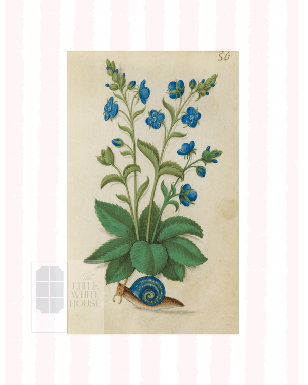 Pink & White Botanical Study, Giclee Print : STUDY 2 - Liza Pruitt