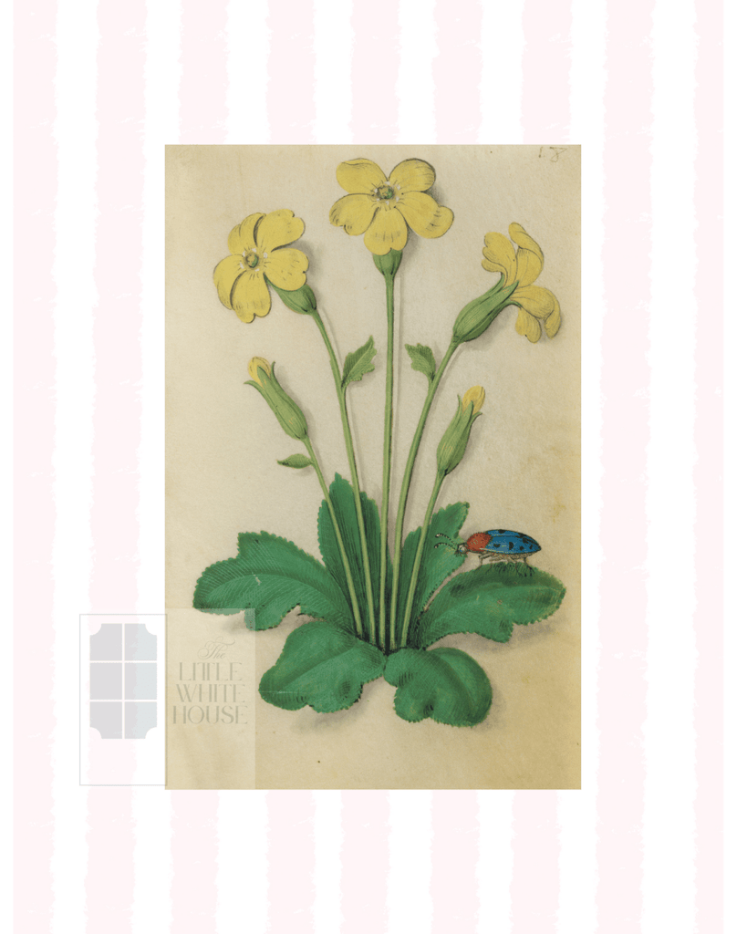 Pink & White Botanical Study, Giclee Print : STUDY 3 - Liza Pruitt