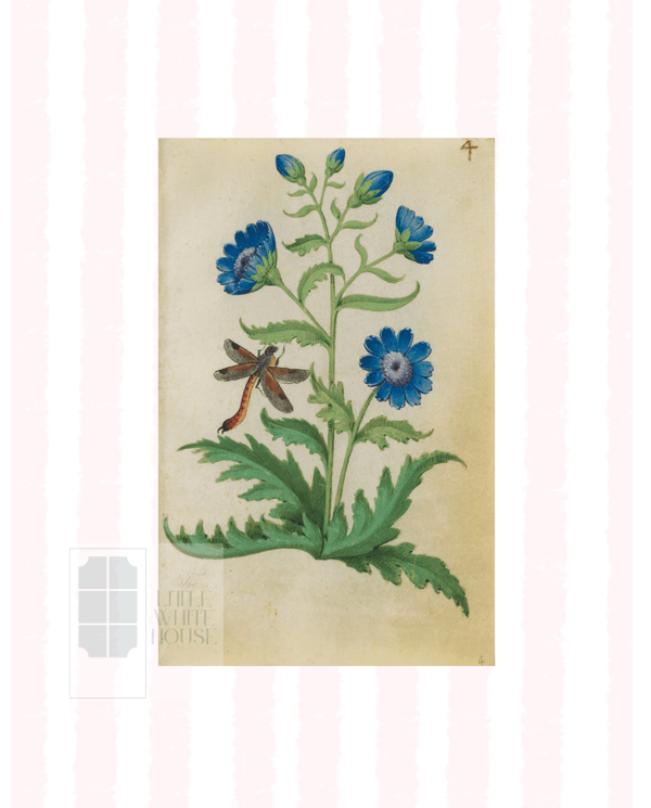 Pink & White Botanical Study, Giclee Print : STUDY 4 - Liza Pruitt