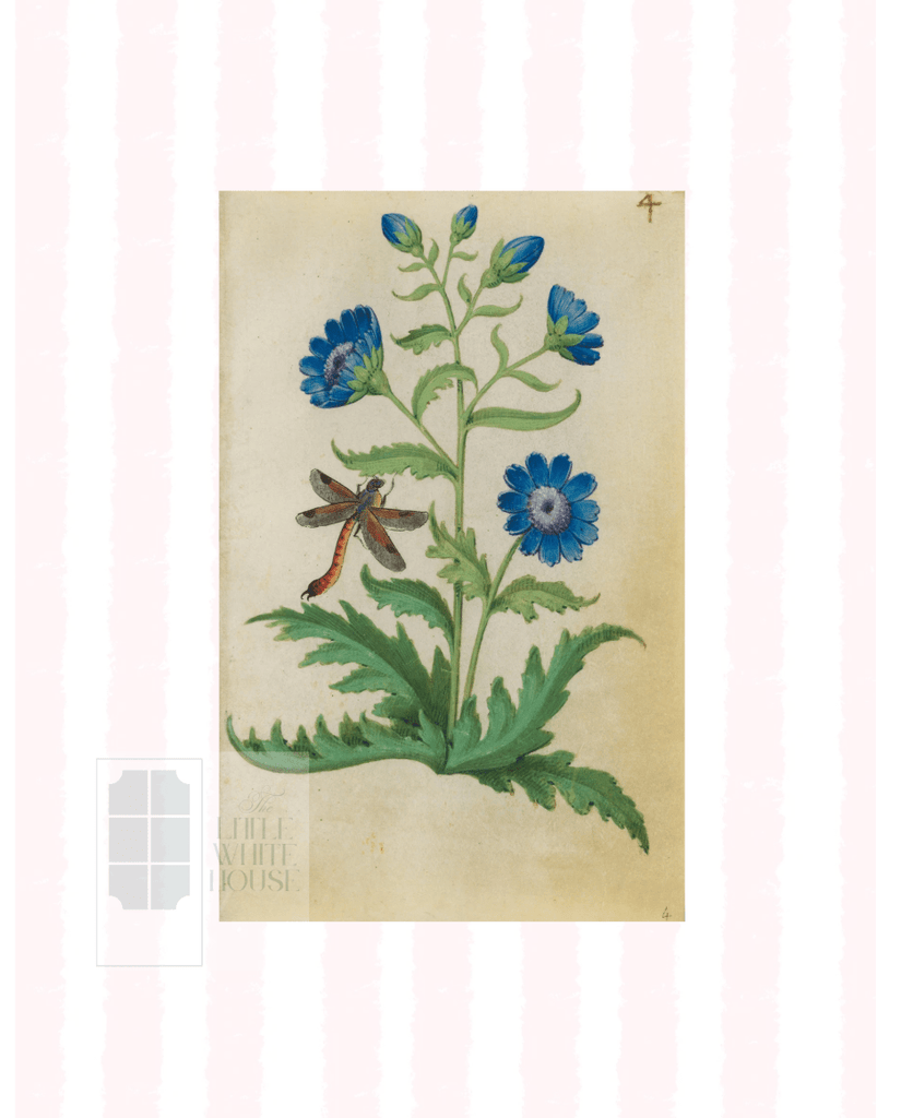 Pink & White Botanical Study, Giclee Print : STUDY 4 - Liza Pruitt