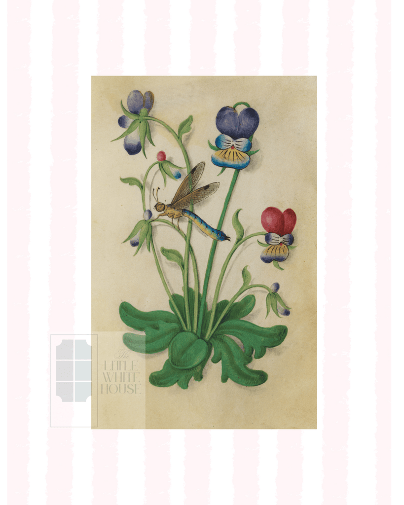 Pink & White Botanical Study, Giclee Print : STUDY 5 - Liza Pruitt