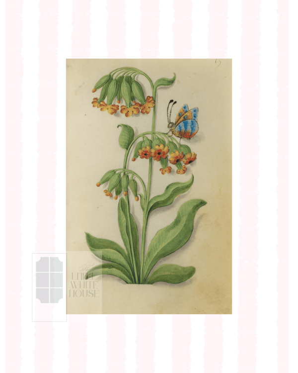 Pink & White Botanical Study, Giclee Print : STUDY 6 - Liza Pruitt