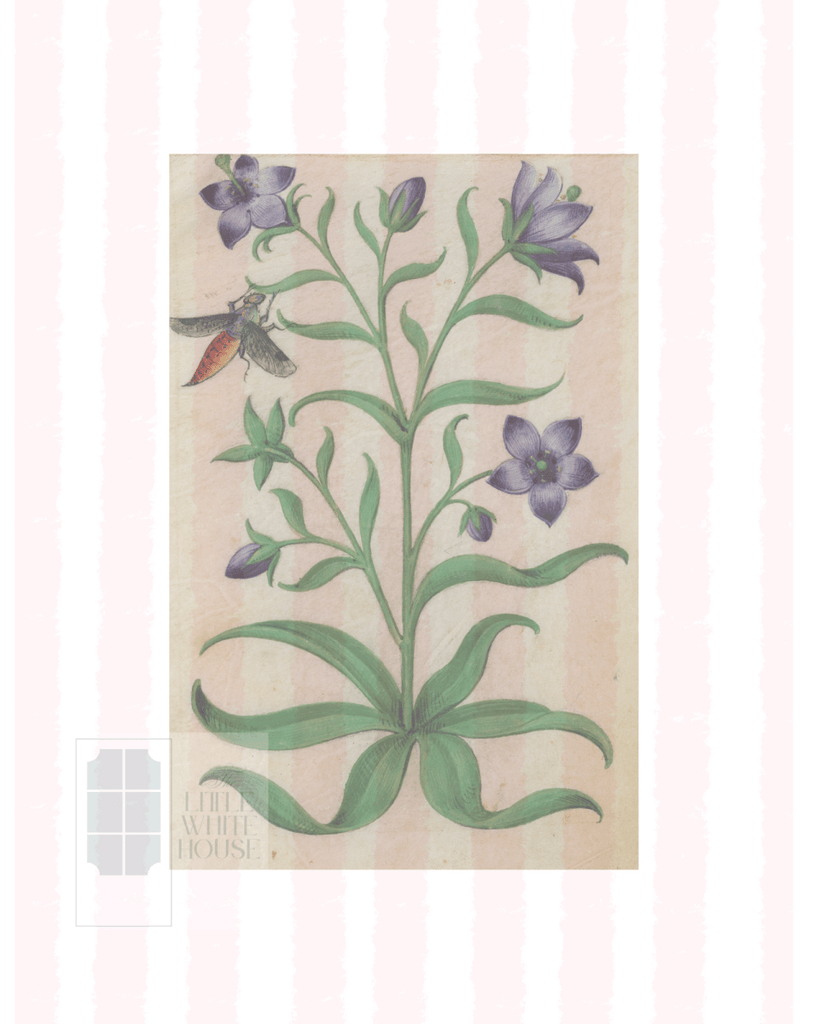 Pink & White Botanical Study, Giclee Print : STUDY 7 - Liza Pruitt