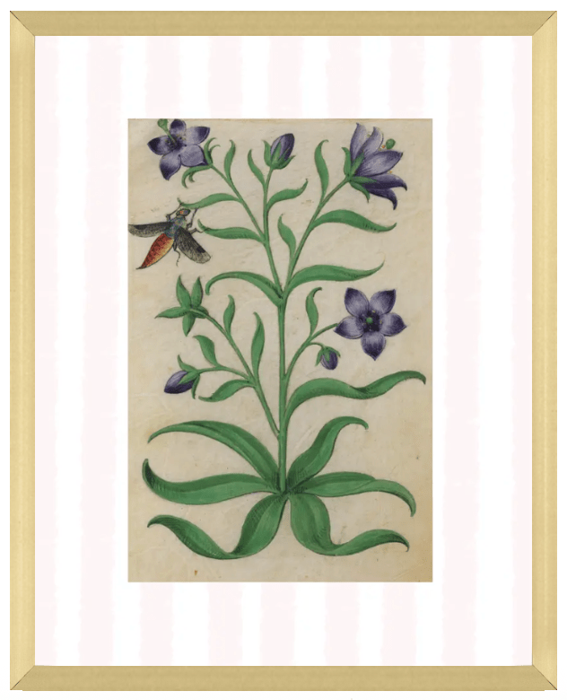 Pink & White Botanical Study, Giclee Print : STUDY 7 - Liza Pruitt