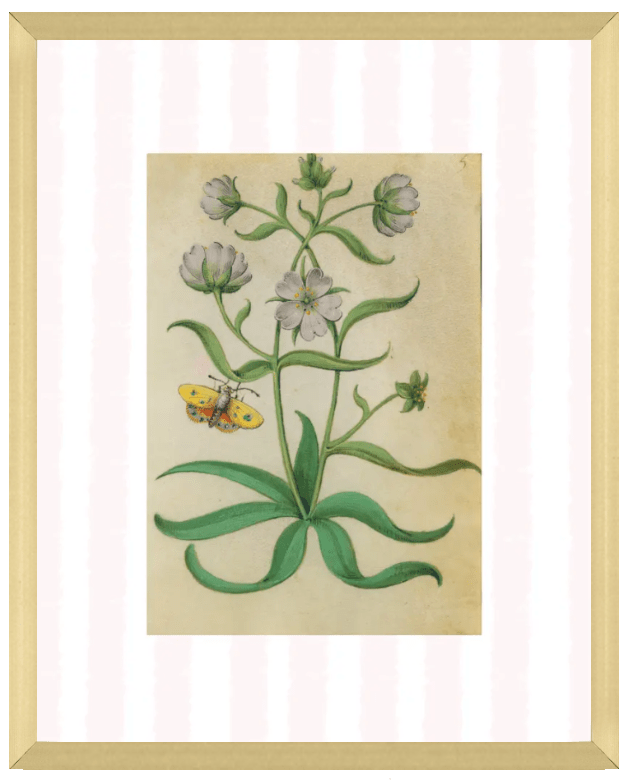 Pink & White Botanical Study, Giclee Print : STUDY 8 - Liza Pruitt