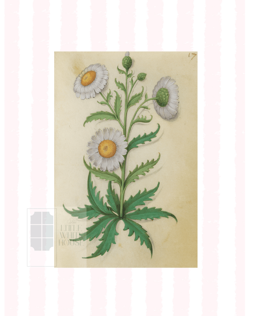 Pink & White Botanical Study, Giclee Print : STUDY 9 - Liza Pruitt