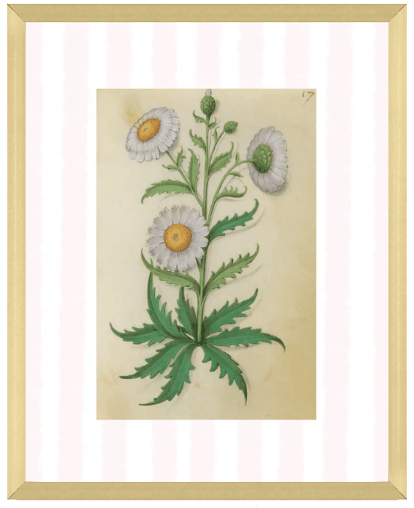 Pink & White Botanical Study, Giclee Print : STUDY 9 - Liza Pruitt