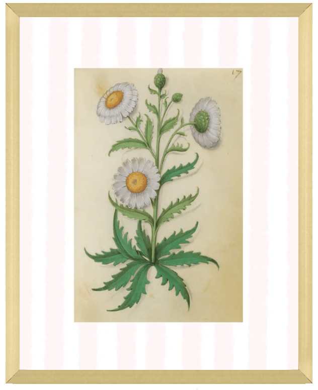 Pink & White Botanical Study, Giclee Print : STUDY 9 - Liza Pruitt