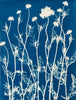 Queen Anne's Lace Silhouette | 24" h x 18" w - Liza Pruitt