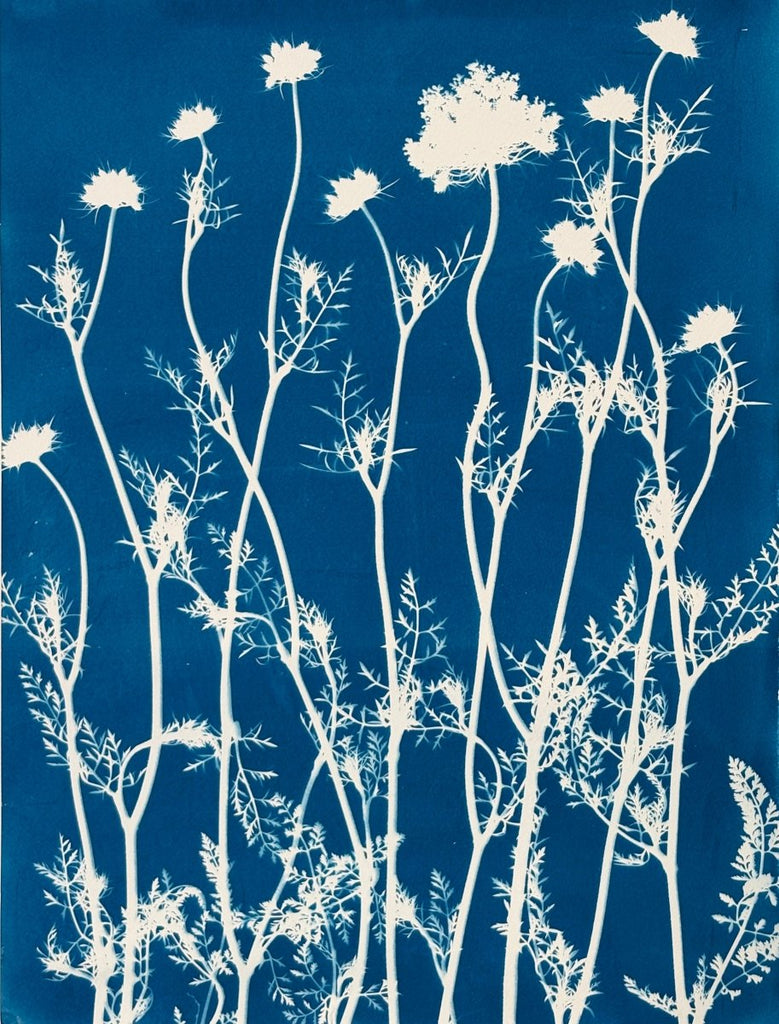 Queen Anne's Lace Silhouette | 24" h x 18" w - Liza Pruitt