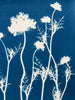 Queen Anne's Lace Silhouette | 24" h x 18" w - Liza Pruitt