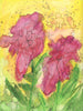 Red Ranunculus - Open Edition Canvas Print - Liza Pruitt