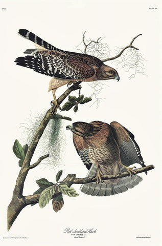 Red - shouldered Hawk - Liza Pruitt