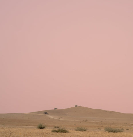 Rosé Nights - Liza Pruitt