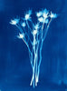 Sea Holly Silhouette | 14" h x 11" w - Liza Pruitt