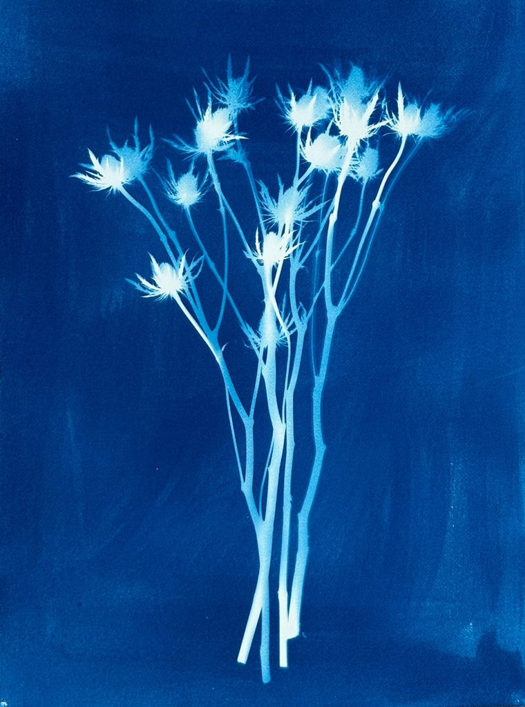 Sea Holly Silhouette | 14" h x 11" w - Liza Pruitt