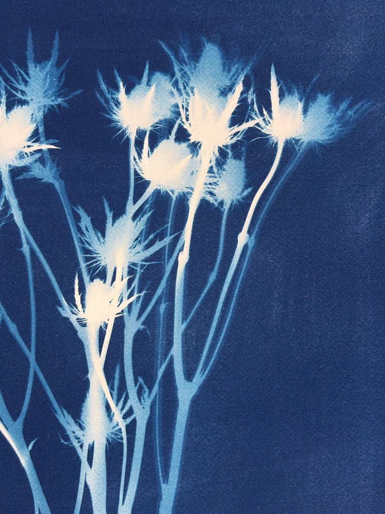 Sea Holly Silhouette | 14" h x 11" w - Liza Pruitt