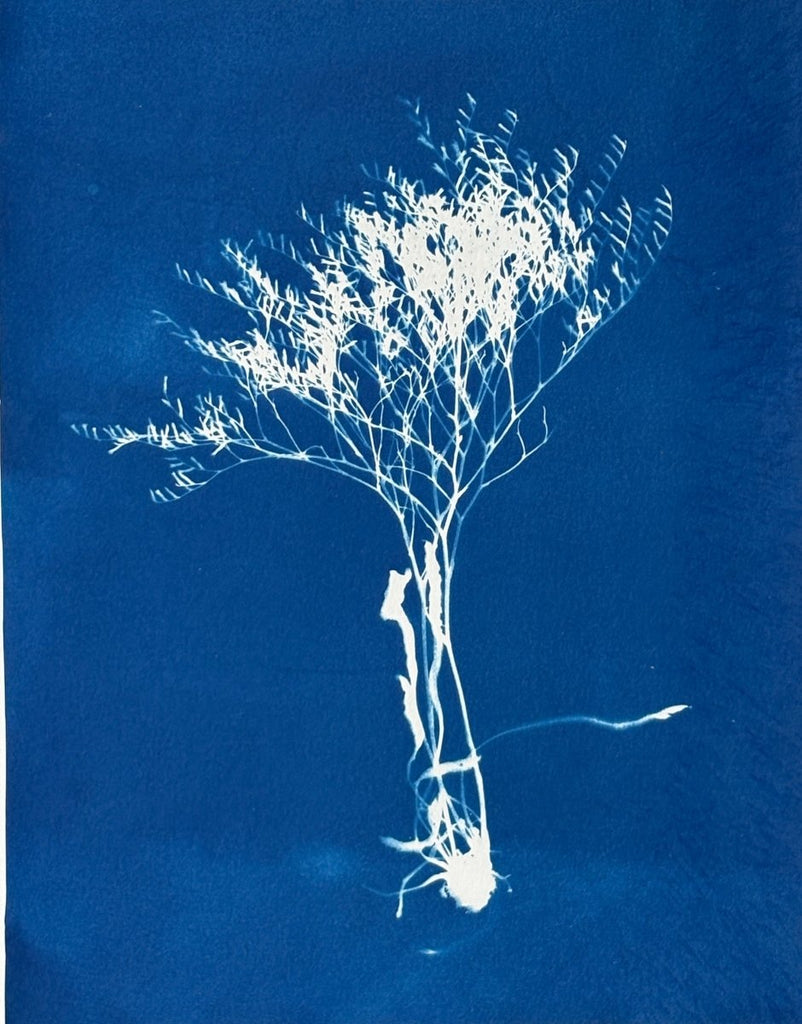 Sea Lavender Silhouette | 24" h x 18" w - Liza Pruitt