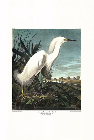 Snowy Egret - Liza Pruitt